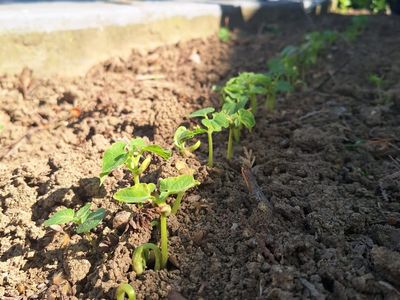 Projekt Eko škole u Ivančicama
